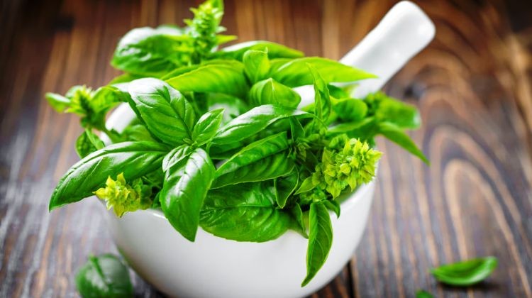 A bazsalikom rendkívül sokoldalú gyógynövény