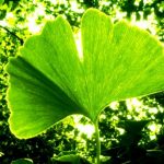 A ginkgo biloba számtalan remek tulajdonsággal rendelkező gyógynövény