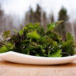 A csalán étkezési célokra is kitűnő