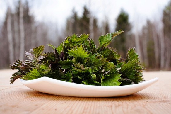 A csalán étkezési célokra is kitűnő