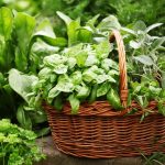 Gyógynövényeket a kertünkben is találunk, elég körülnézni