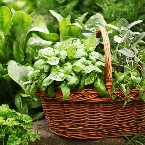 Gyógynövényeket a kertünkben is találunk, elég körülnézni