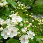 Gyógyteát a galagonya virágos hajtásvégéből készítünk