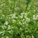 A közönséges galaj virágos szárrészét június-júliusban gyűjtjük
