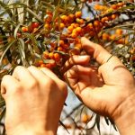 A homoktövis valóban csodanövény