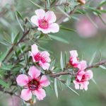 Virágba borult teafa