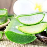 Az aloe vera gélállománya igazi kincs