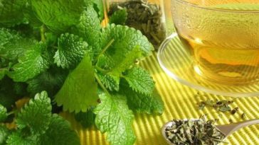 A citromfű teája nyugtat, altat, segíti az emésztést