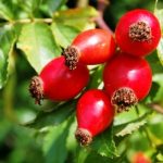 A csipkebogyó egészségünk őre