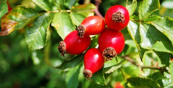 A csipkebogyó egészségünk őre