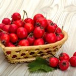 A galagonya segíthet a keringési problémák orvoslásában