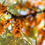 A homoktövis Magyarországon is őshonos növényfaj