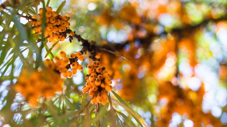 A homoktövis Magyarországon is őshonos növényfaj