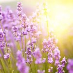 A levendula magas vérnyomásra is hatásos lehet