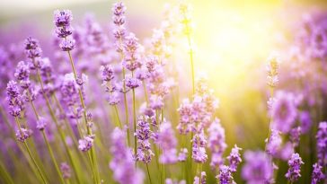 A levendula magas vérnyomásra is hatásos lehet