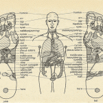 A talp és a szervek kapcsolata