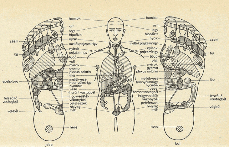 A talp és a szervek kapcsolata