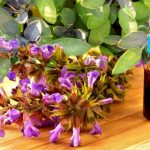 Orvosi zsálya: a növényi aszpirin