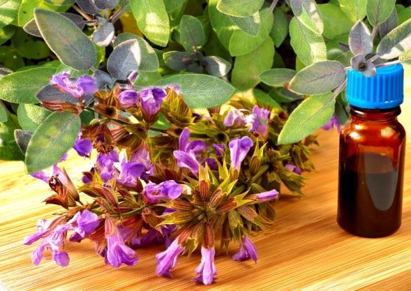 Orvosi zsálya: a növényi aszpirin