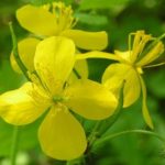 A fecskefű alkaloidja elpusztítja a szemölcsöt okozó vírust