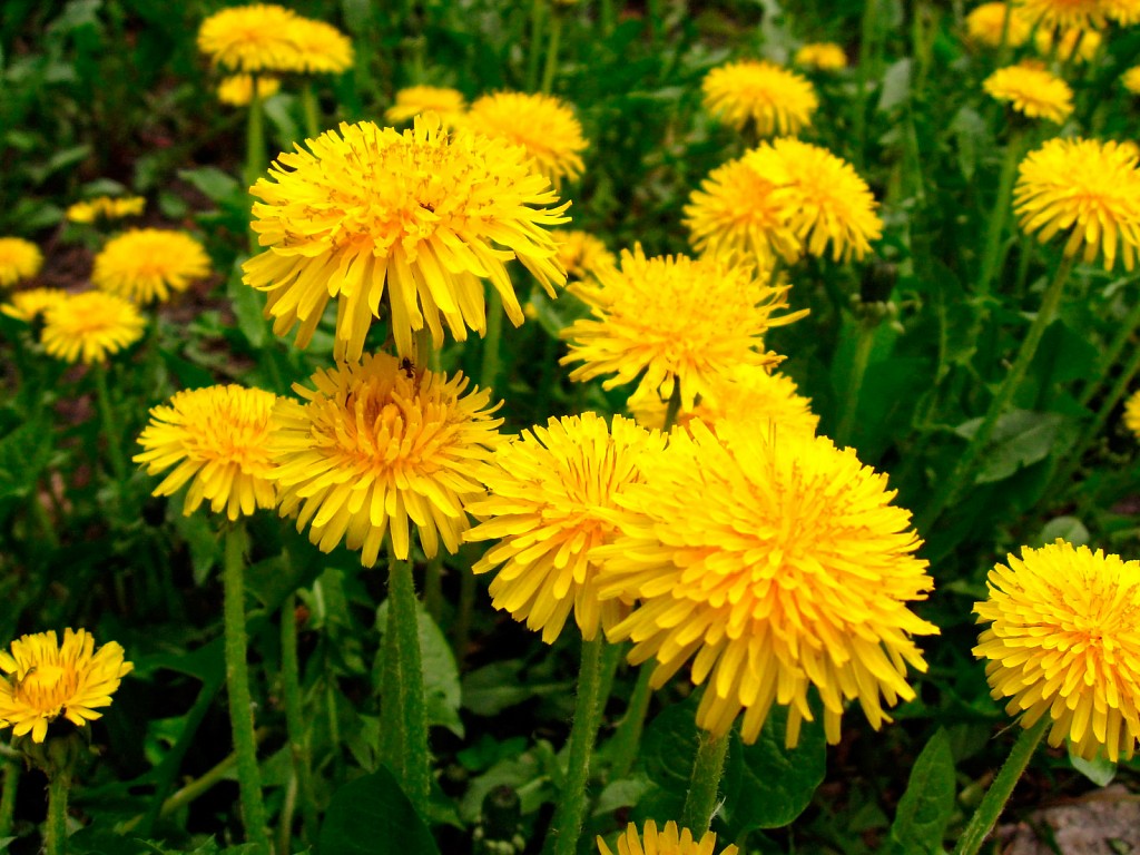Gyermekláncfű: tisztít epét, májat