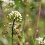Gyerekkorában mindenki készített a pásztortáskából csörgőt