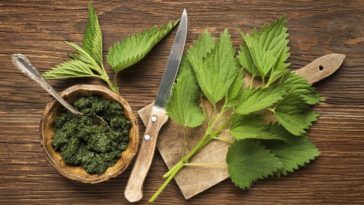 A csalánt rengeteg módon felhasználhatjuk