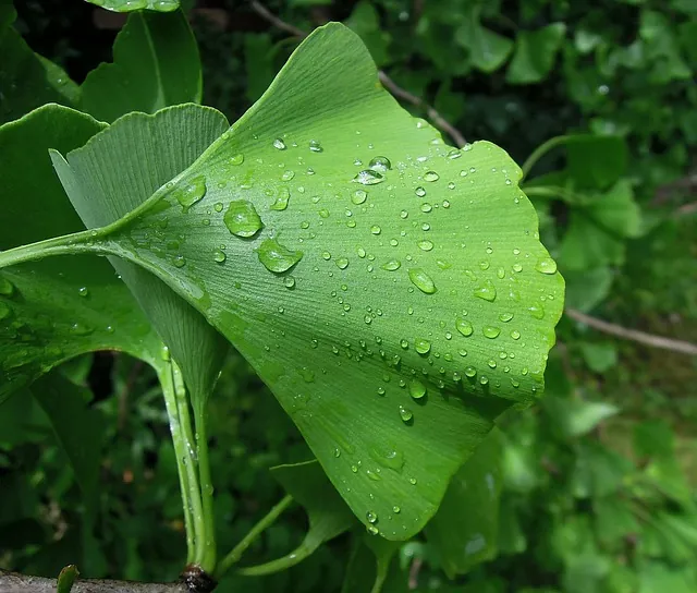 Ginkgo biloba a memóriánk karbantartója