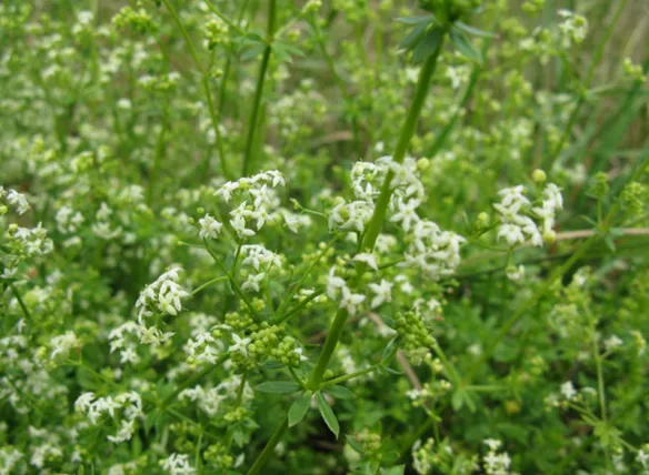Közönséges galaj: a pajzsmirigy jótevője