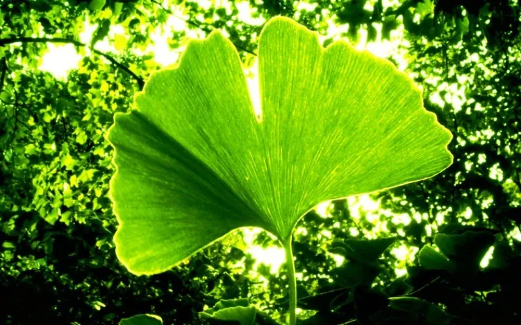 Ginkgo biloba: értágító, keringésjavító, stresszoldó