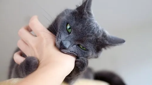 Miért harap meg a macskád simogatás közben?
